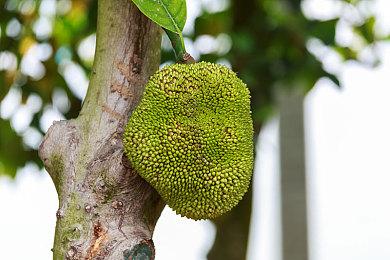 小高和刚监制的《TRIBE NINE：战极死游》宣布停服